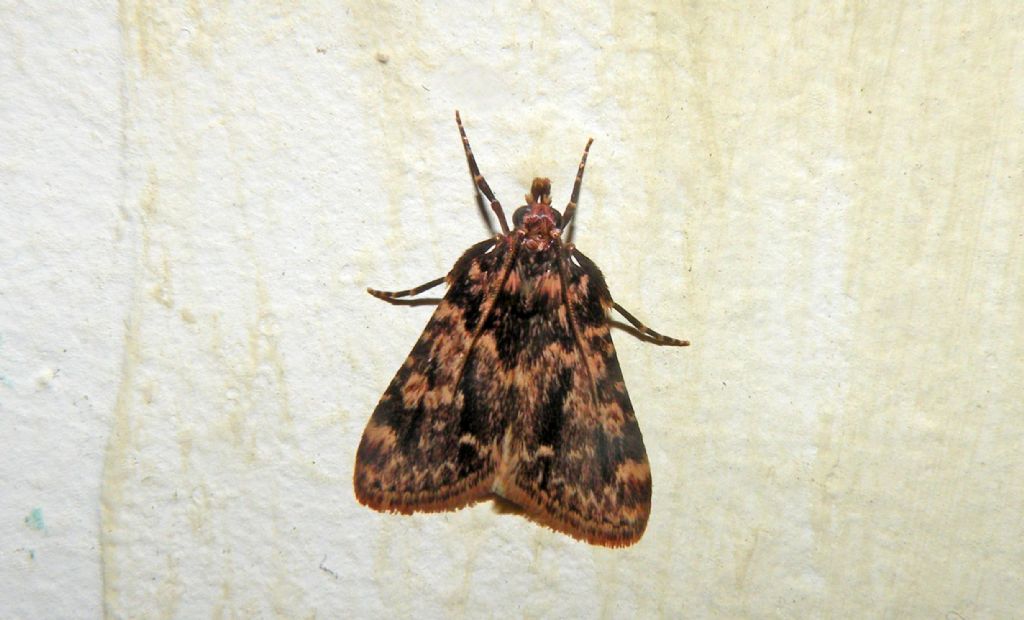 Falena di notte - Aglossa caprealis